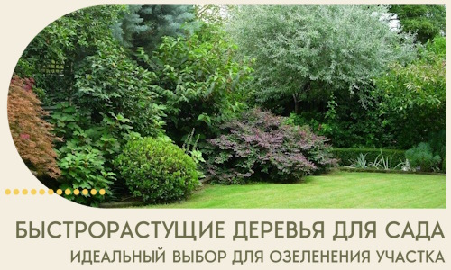 Быстрорастущие деревья для сада идеальный выбор в Соколе