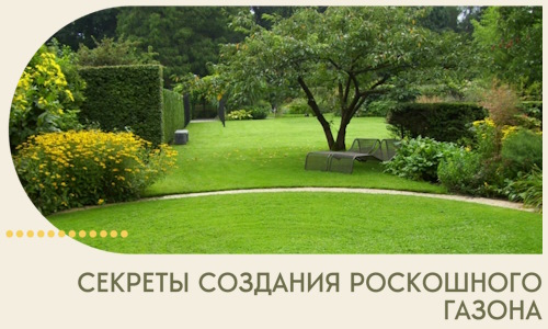 Секреты создания роскошного газона в Соколе